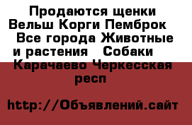 Продаются щенки Вельш Корги Пемброк  - Все города Животные и растения » Собаки   . Карачаево-Черкесская респ.